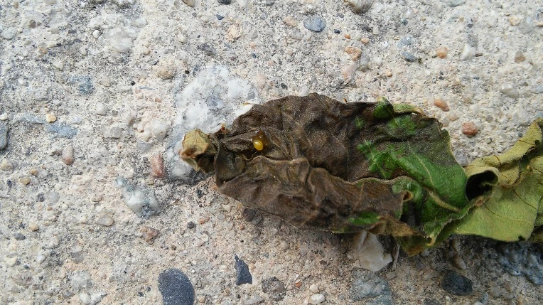 270EFD415768A6D103C857