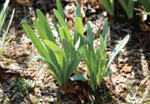 ?fname=http%3A%2F%2Ft1.daumcdn.net%2Fencyclop%2Fm56%2FNSY0ypyNoU2G3hjI9Qda417xG4AmJEOUIdKGbqet%3Ft%3D1447392267000