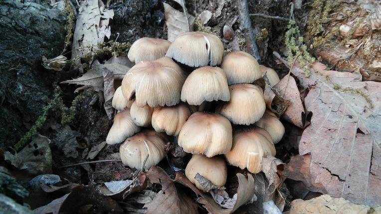 2109AF505722BCED11764D