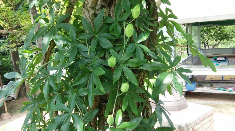 265D5A4D5795A1D203352F