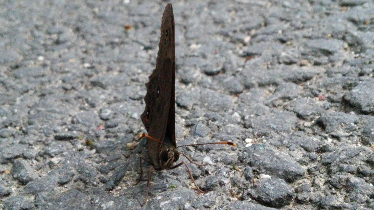 26052B3655F283D929EA4E