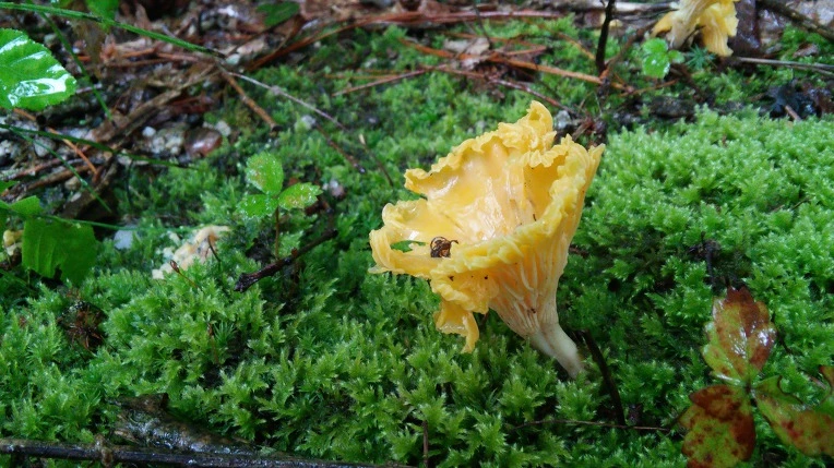 9945A133598F7CA510EE5D