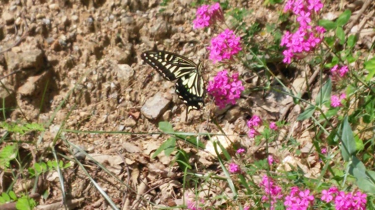 2141974155E54B1F25F5F5