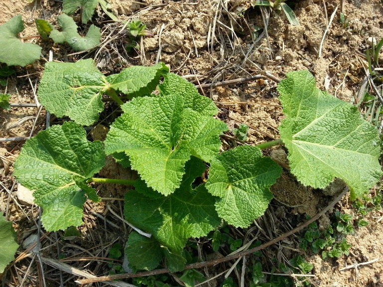 26070744533A752E33EEC5