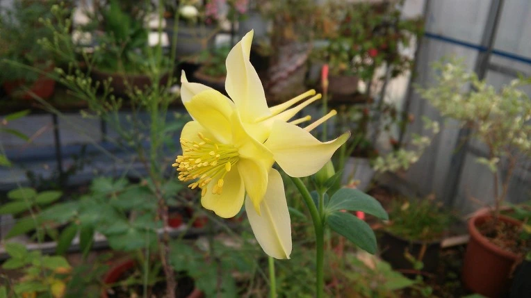 274EC74B5724693A3C313D