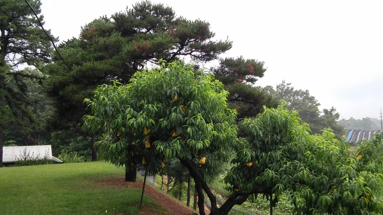 241CF7465777072F2D3050