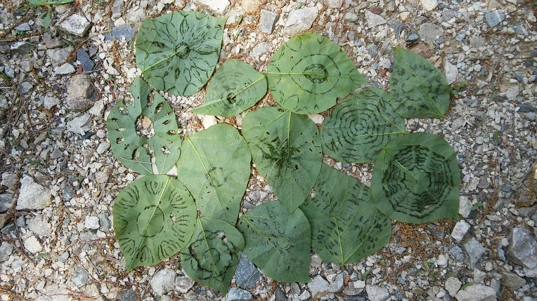 246C0334572E69A933C202