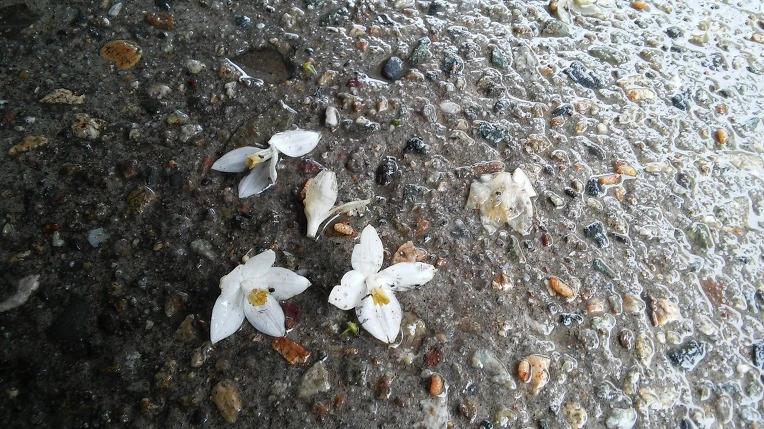 242BA94C5924D6B93740DA