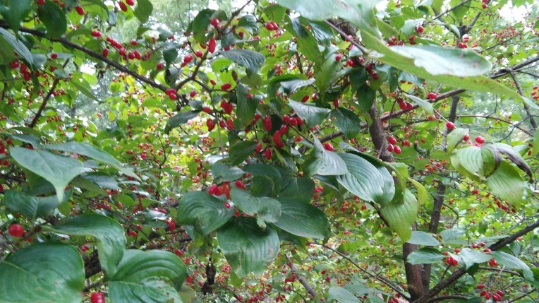 2141523B5619798906B14A