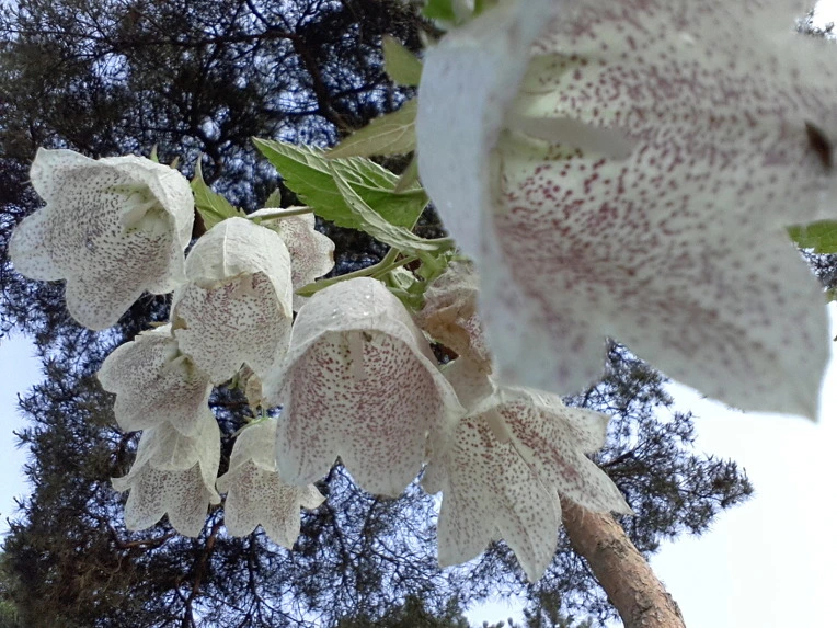 252EE94F51BE936E15CC6F