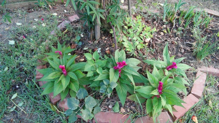 273E0F4257C791AC32A20E