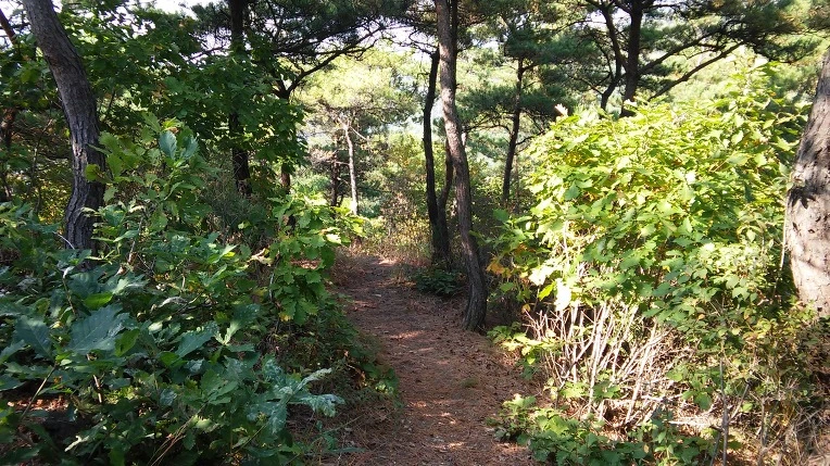 2446B04D562051641794C9