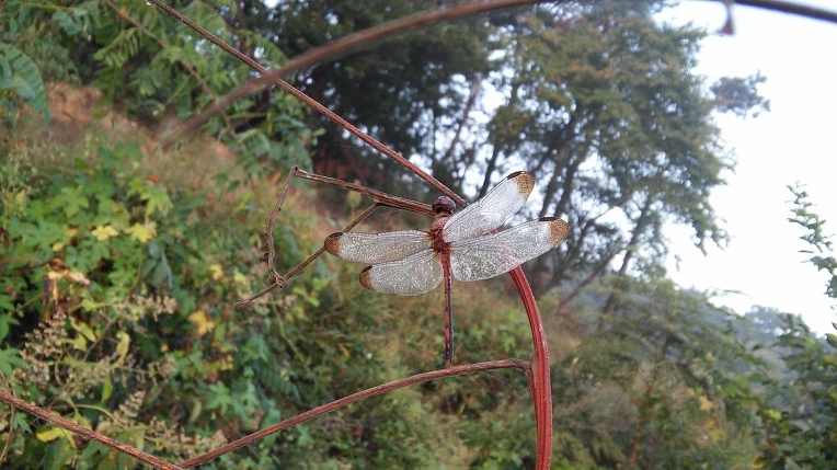 26420E3557E4683432D5D6