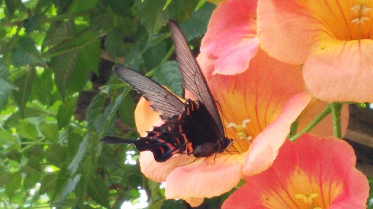 265B4A4F57BA77C407CE05