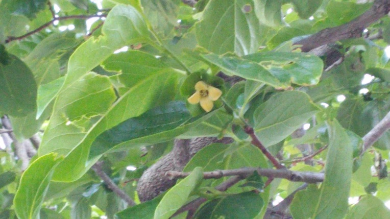 23321233597136EC28E209