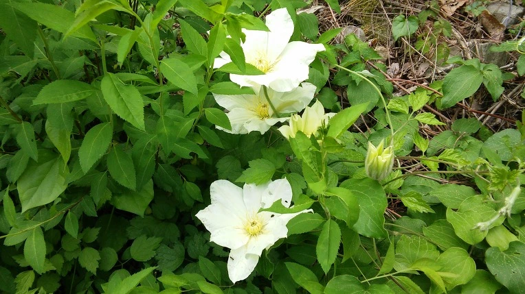 246A563B572E69F2209991