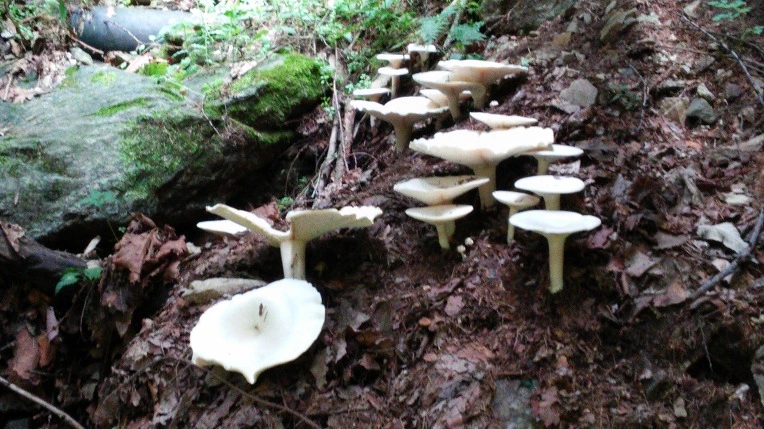 2426AC4255E54B0531F7EA