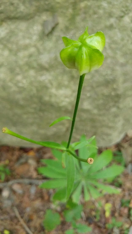 993DAF3A5DBE6267339235