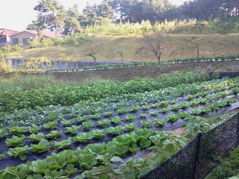 111690334E66D800239563