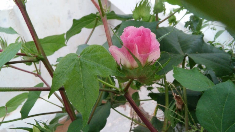 2631ED4A57E701D3192C95