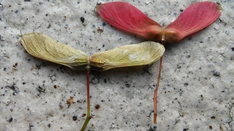 26214C3D569F29B1053457