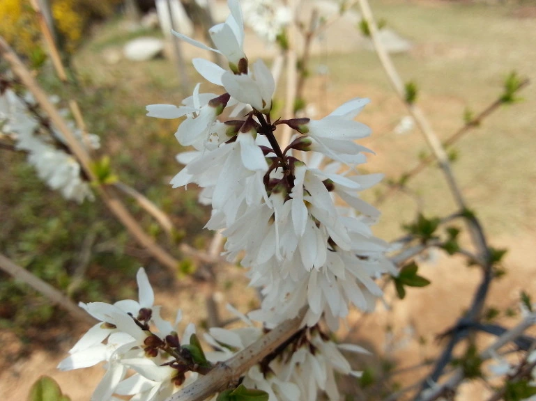 240CC13D533A74B7231575