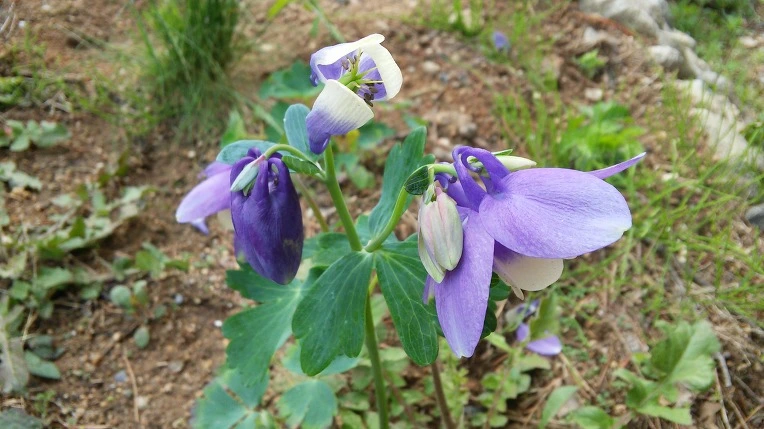 273B0C4C59141609013F36