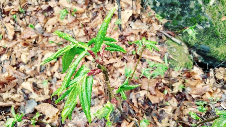 991C24365E7D5CAC2E6634