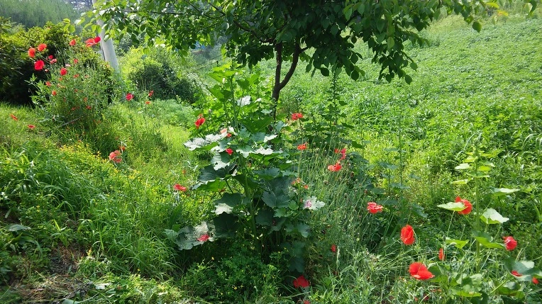 2656BD345758EF782D8E60