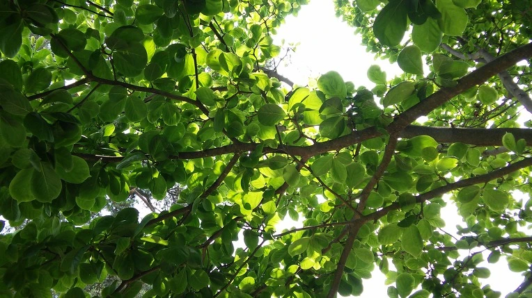 2727D333575B7B4A01788D