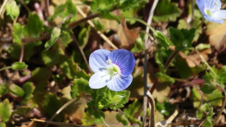 223EAA4A570366D91ED584