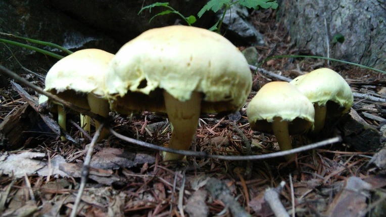 240AA54255F11E6013D8B7