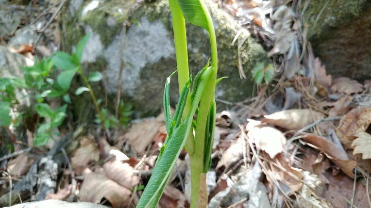 9917953E5CDF86162D2834