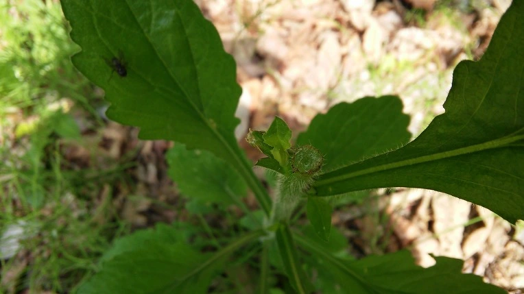 217D003959290FF81B7DEF