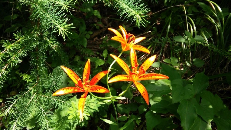 236839465593AB67286F89