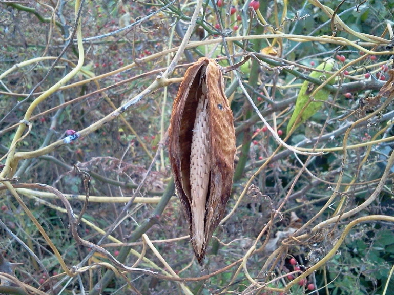 256CF635542418A916B3F1