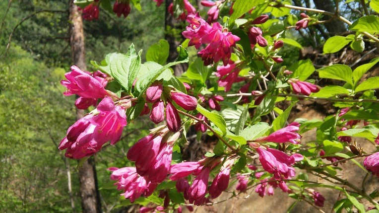 257218355909CA8130D083