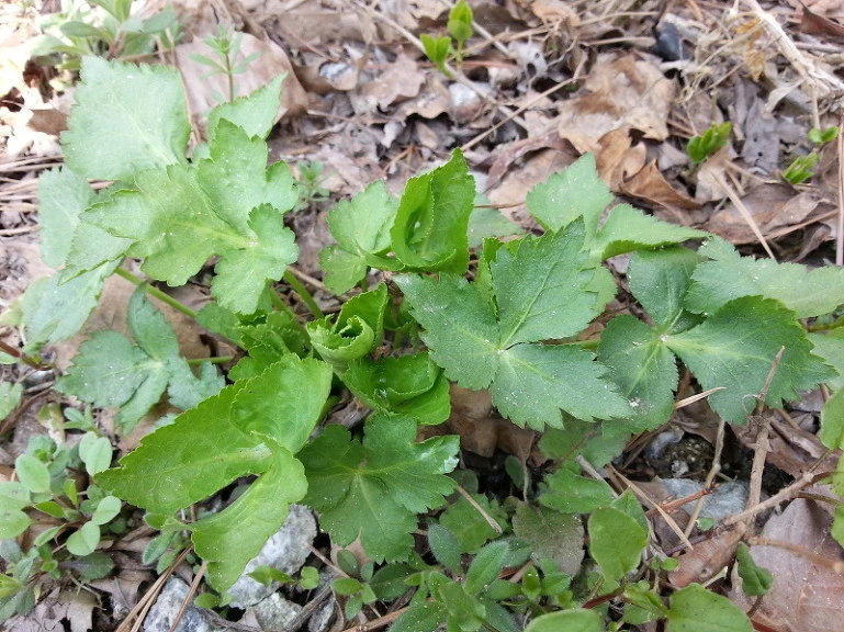 24424C44533A751317FFF4