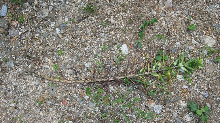 2249B03359693F1A1C6241