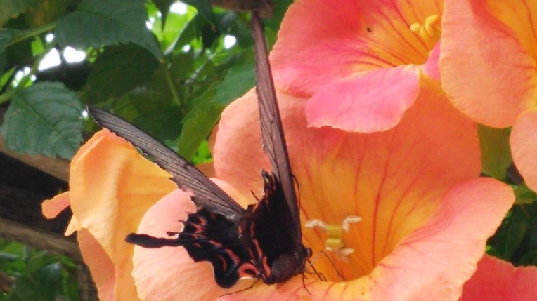 222E544F57BA77CE2A2FED