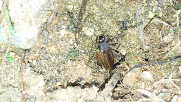 210D135057D21A50166A5E