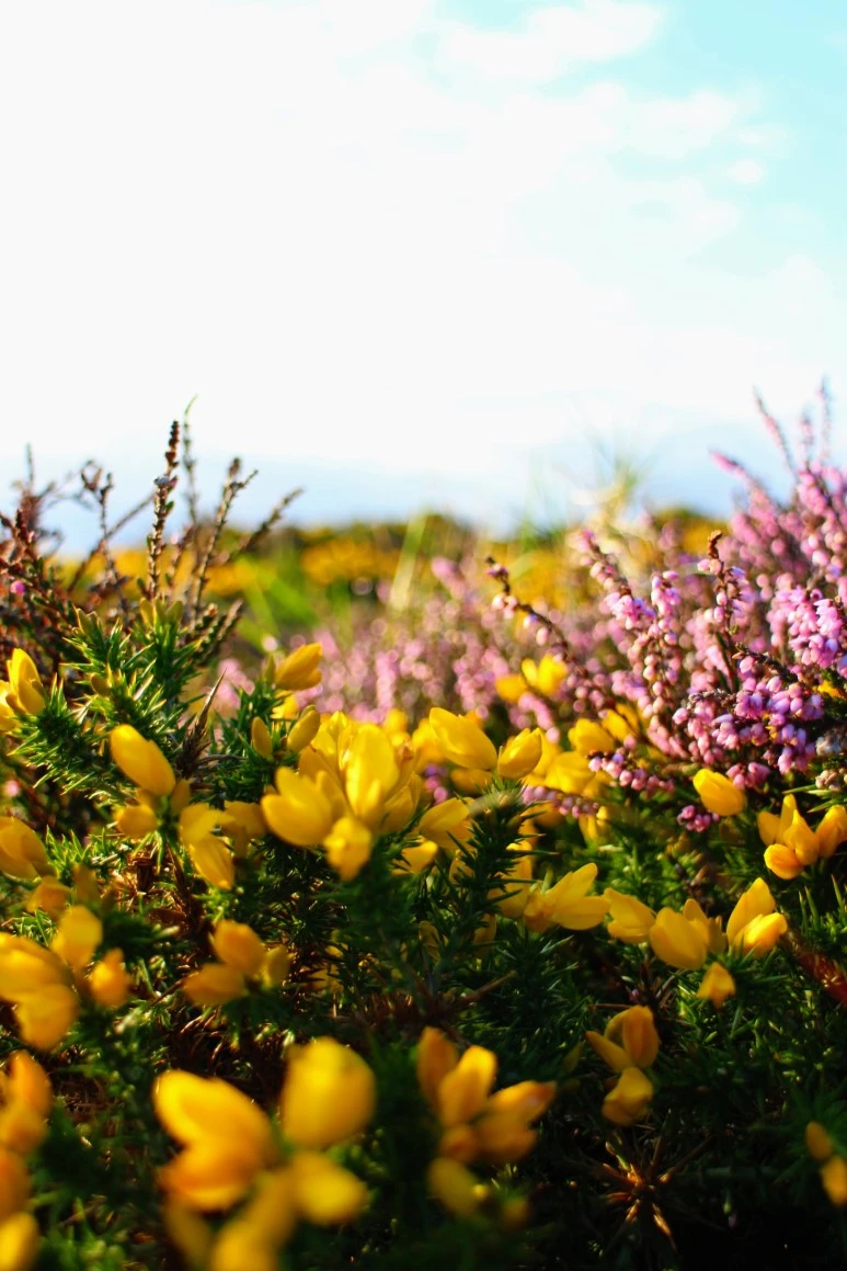 IMG_5512-EFFECTS.jpg?type=w773