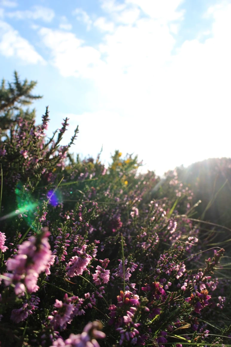 IMG_5455.jpg?type=w773