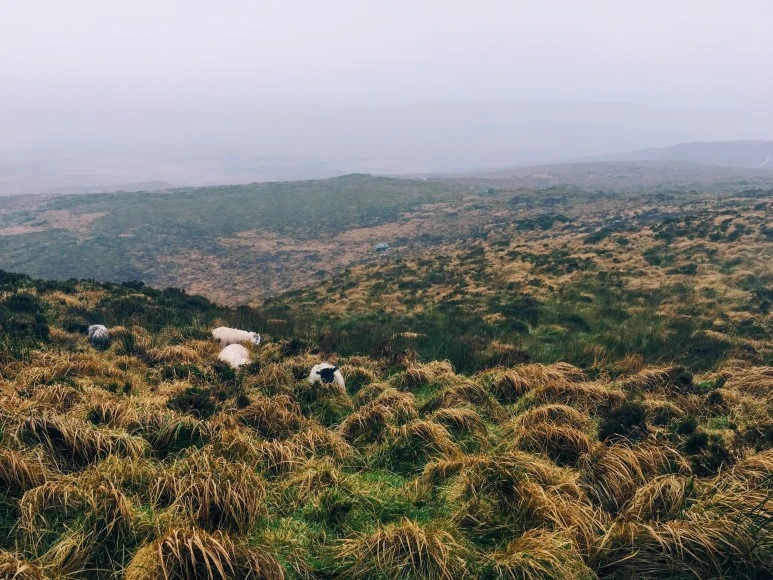 IMG_1437.jpg?type=w773