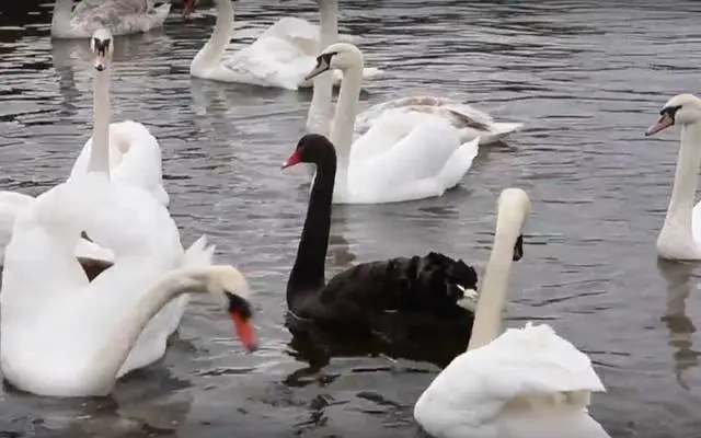 cropped_1-black-swan-youtube.jpg?t=1491132380