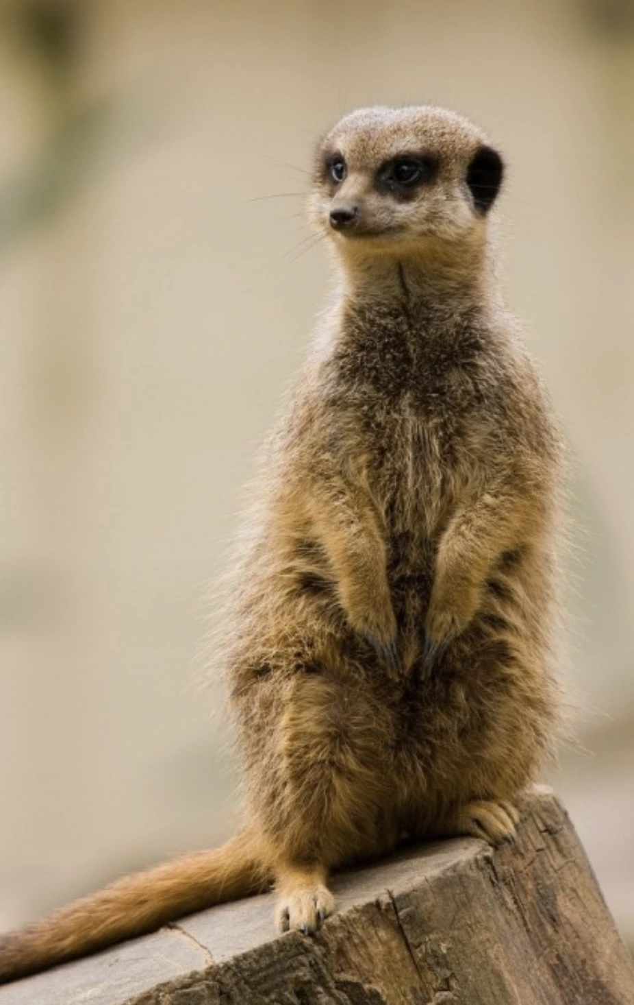 %EC%8A%A4%ED%81%AC%EB%A6%B0%EC%83%B7_2025-03-25_%EC%98%A4%ED%9B%84_6.37.44.png?type=w1