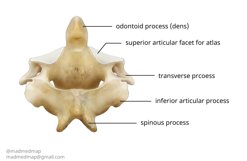 c2-posterior_madmedmap.jpg?type=w1