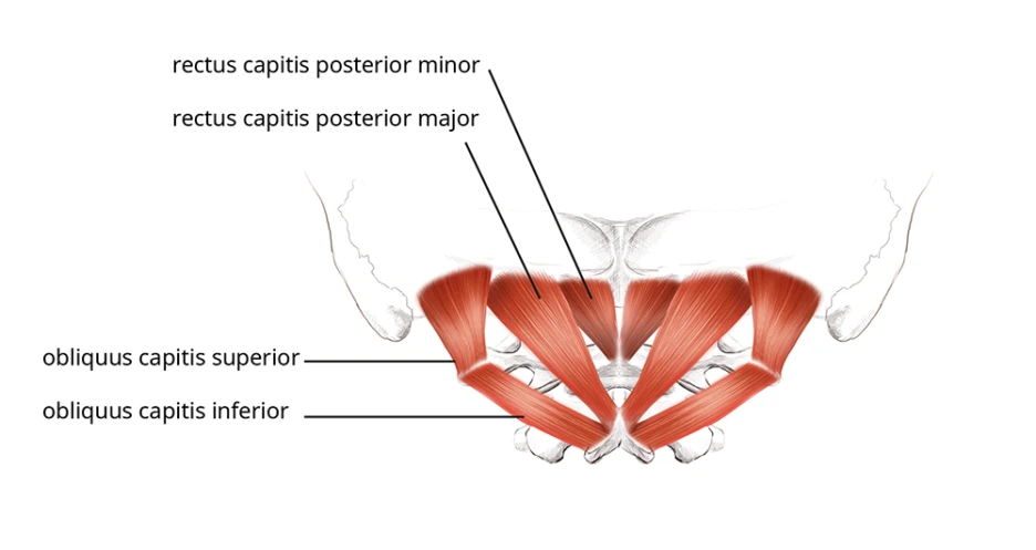 cervical_%EC%8B%9C%EC%B4%88madmedmap.png?type=w1