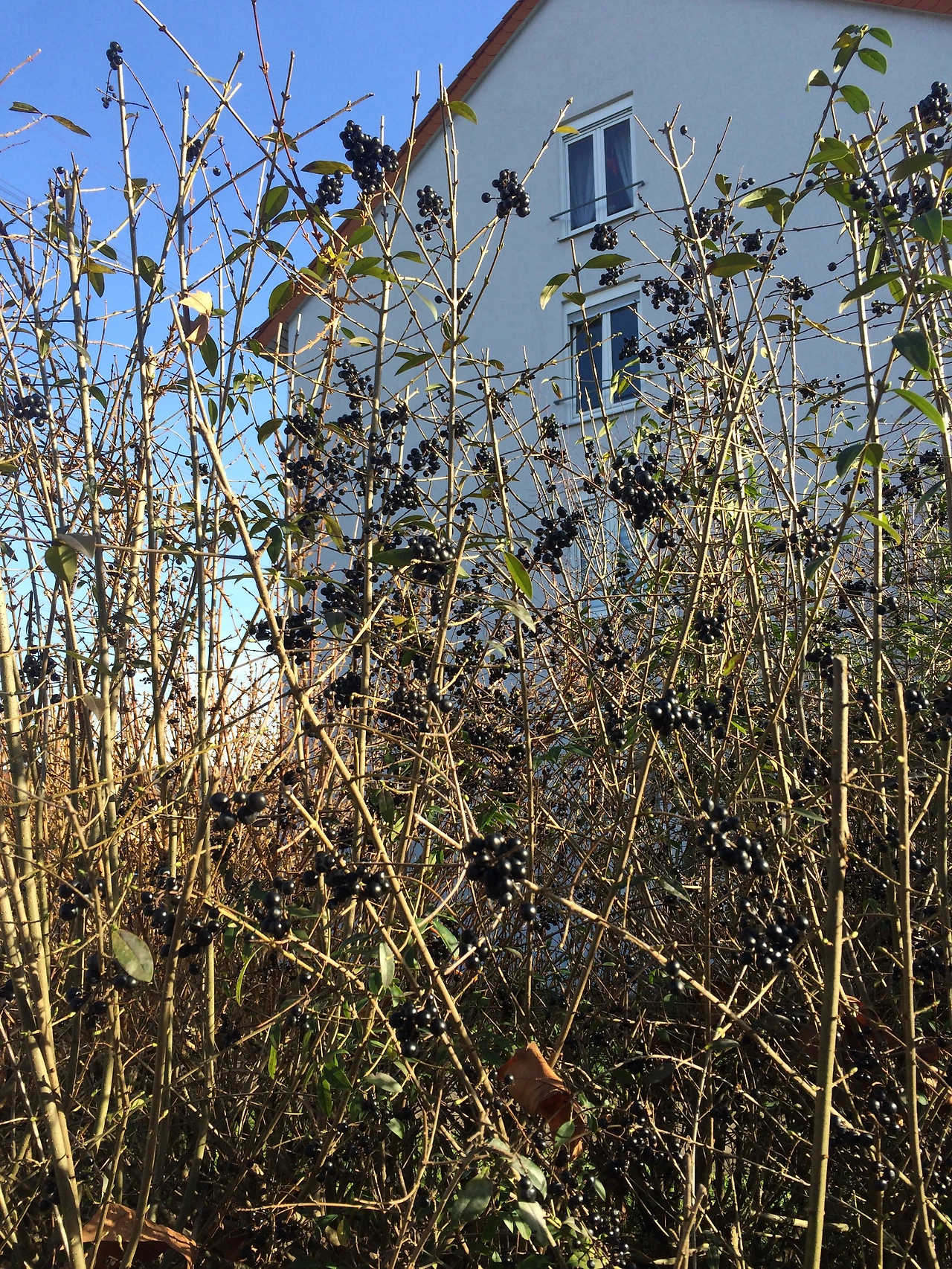 160206 Heidelberg 2016-02-06 028.JPG