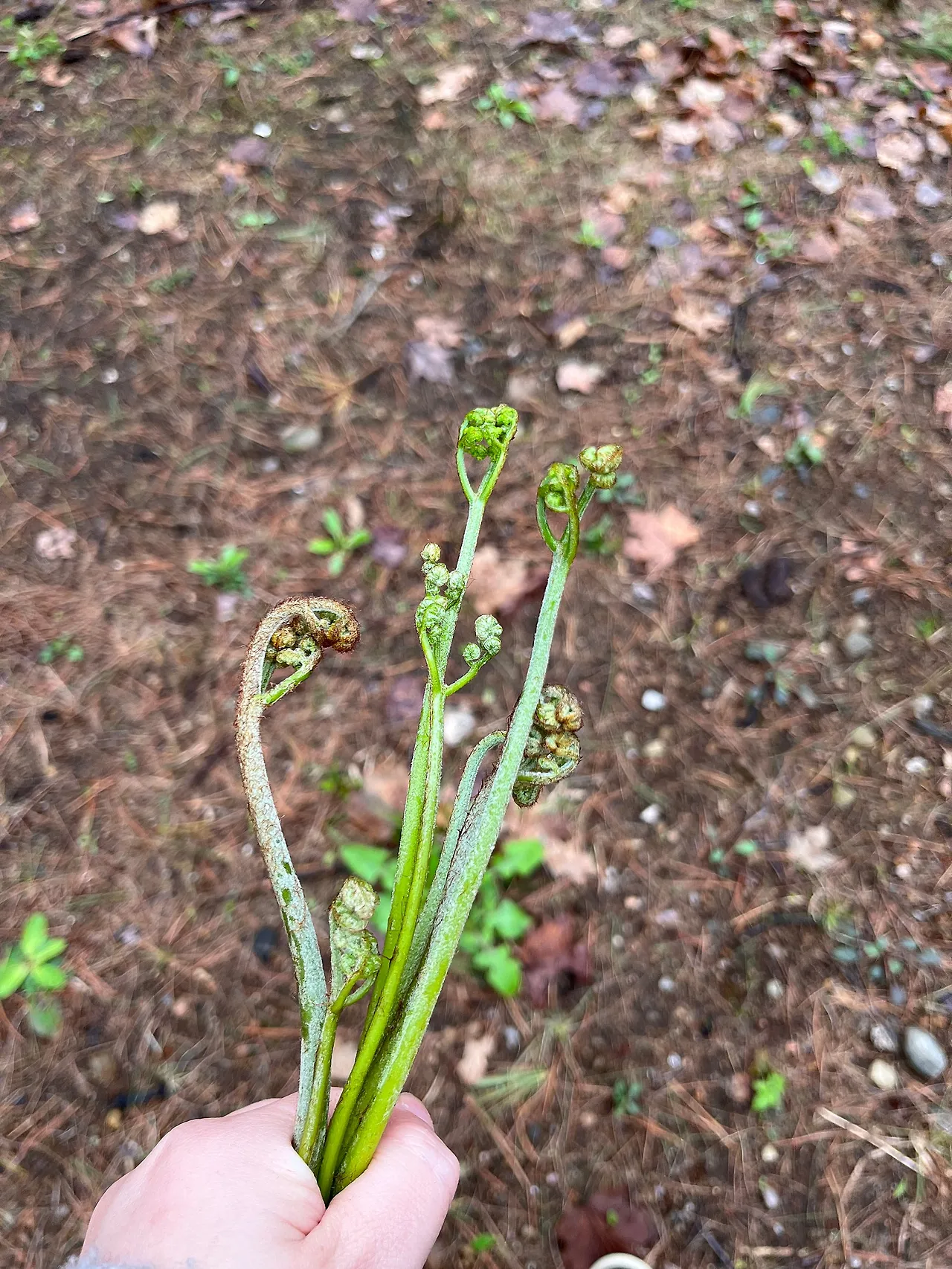 IMG_7079.jpg?type=w1600